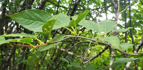 Mountain Holly (Ilex montana) Fruit