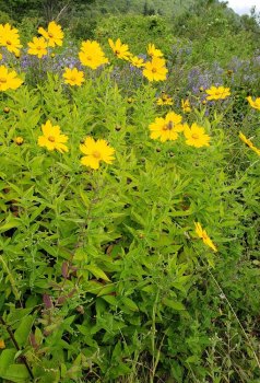 Star Tickseed (Coreopsis pubescens) Plant