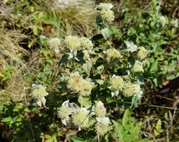 a Mint (Pycnanthemum sp.)