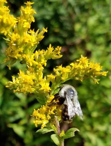 Bee on a Goldenrod