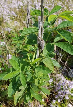 Hairy Bush Pea (Thermopsis villosa) in Fruir