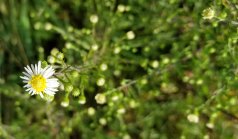 White Heath Aster (Symphyotrichum pilosum)