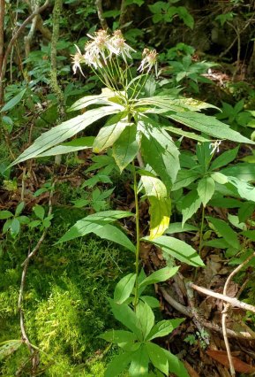 Whorled Wood Aster (Oclemena acuminata)