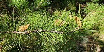 Virginia Pine; Scrub Pine (Pinus virginiana) - 2 twisty needles
