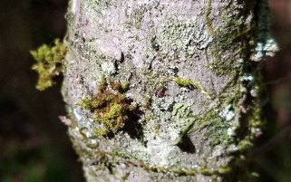 a Crisped Moss (Ulota sp.)