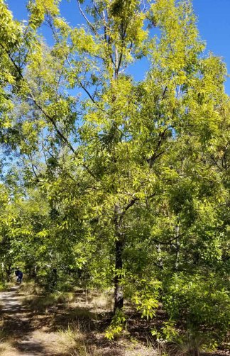 Quercus acutissima* (Sawtooth Oak)