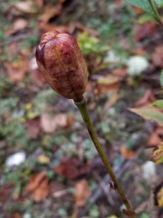 Carolina Lily (Lilium michauxii) Seed Pod