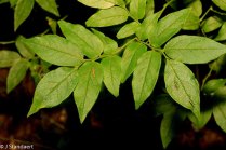 Southern Mountain-cranberry (Vaccinium erythrocarpum)