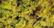 Fern Leaf Moss (Thuidium delicatulum)