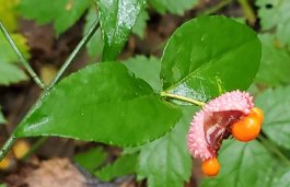 Hearts-a-bustin'; Strawberry Bush (Euonymus americanus)