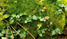 Partridge Berry (Mitchella repens) & a Windswept Moss (Dicranum sp.)