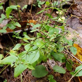 Purple or Wideleaf Bedstraw (Galium latifolium)