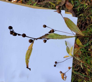 Seedbox; False Loosestrife (Ludwigia alternifolia)