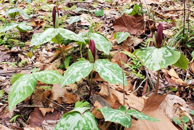Bunch of Toadshade; Little Sweet Betsy (Trillium cuneatum)