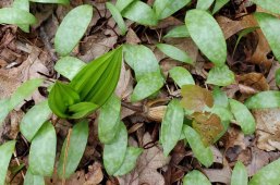Appalachian Bunchflower (Veratrum parviflorum) & Dimpled Trout Lily (Erythronium umbilicatum) Combo