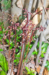 Spring Coralroot (Corallorhiza wisteriana)