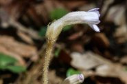 One-flowered Cancer Root (Orobanche uniflora)