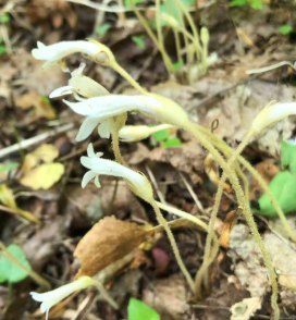 One-flowered Cancer Root (Orobanche uniflora)