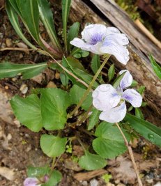 Confederate Violet (Viola sororia var. sororia)