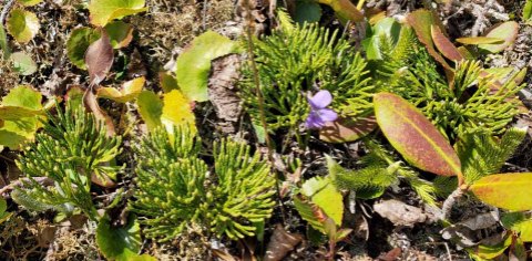 Ground Cedar (Lycopodium tristachyum)