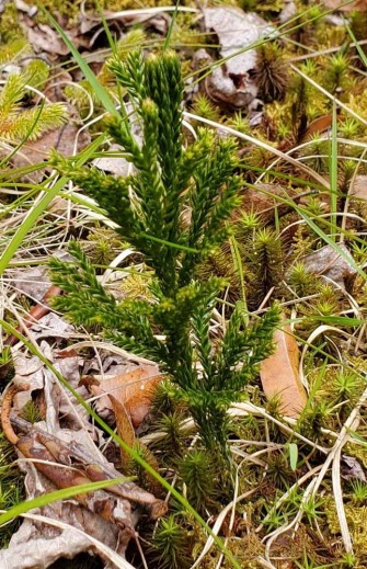 Ground Pine (Lycopodium obscurum)