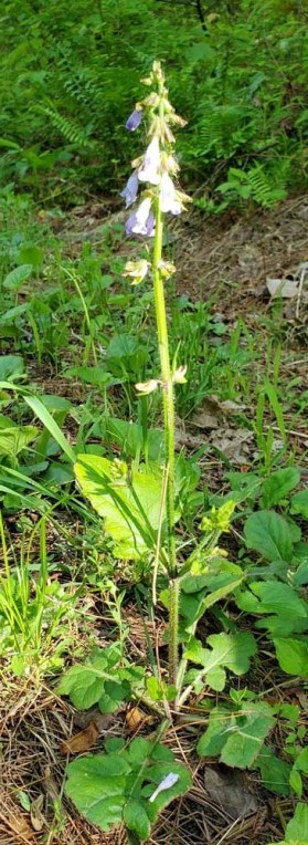Lyre-leaved Sage (Salvia lyrata)