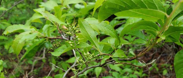 Maleberry (Lyonia ligustrina) Fruit