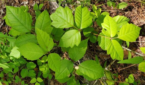 Poison Ivy (Toxicodendron radicans)