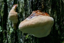Possibly Hemlock Varnish Shelf Mushroom (Ganoderma tsugae)