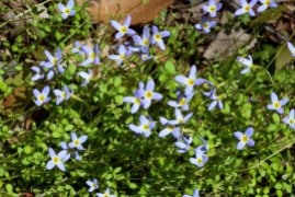 Thyme-leaved Bluets (Houstonia serpyllifolia)