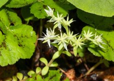 Woodland Stonecrop (Sedum ternatum, )