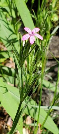 Deptford Pink (Dianthus armeria*)
