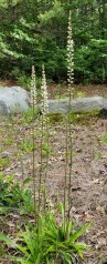 Colic-root; White Star Grass (Aletris farinosa)