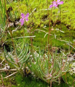 Fameflower; Rock Portulaca (Phemeranthus teretifolius) [2]