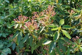 Mountain Laurel; Ivy (Kalmia latifolia)