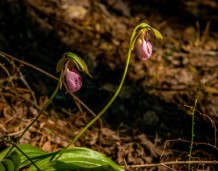 Pink Lady's Slipper; Moccasin Flower (Cypripedium acaule)