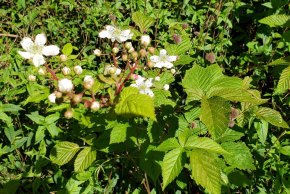 Thornless Blackberry (Rubus canadensis)