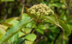 Wild Raisin (Viburnum nudum var. cassinoides)