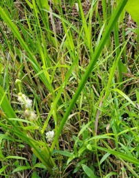 Bur-reed (Sparganium americanum) Leaves