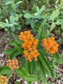 Butterfly Weed (Aesclepias tuberosa)