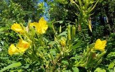 Common Evening Primrose (Oenothera biennis)