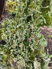 Lichen Stump (Cladonia spp.)