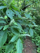 Mountain Sweet Pepperbush (Clethra acuminata)