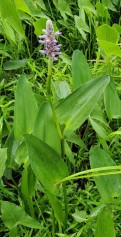 Pickerel Weed (Pontederia cordata) Plant