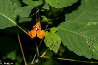 Spotted Jewel Weed (Impatiens capensis)