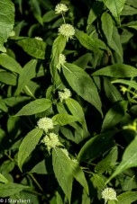 Mountain Mint (Pycnanthemum montanum)
