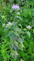 Wild Bergamot (Monarda fistulosa) Plant