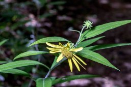 Possibly Gray Sunflower (Helianthus resinosus)