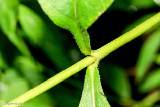 Broadleaf Phlox (Phlox amplifolia)