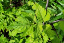 Filmy Angelica (Angelica triquinata) - Leaf